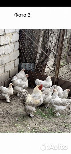 Виандот,брама изабель