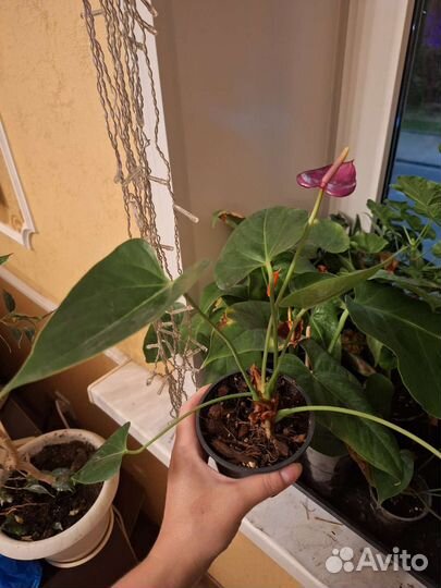 Фиолетовый антуриум