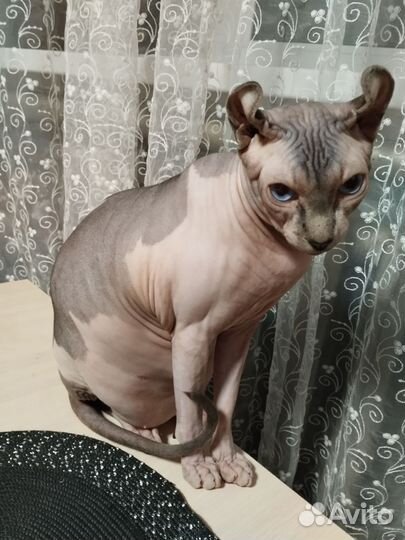 Канадский сфинкс эльф вязка