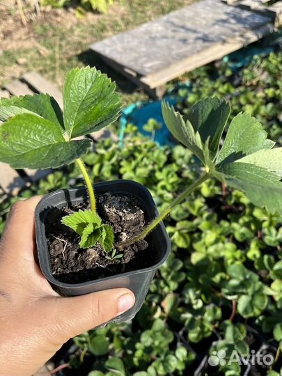 Саженцы клубники, сорт Гигантелла