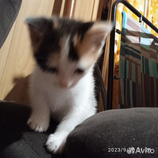 Кошки в добрые руки