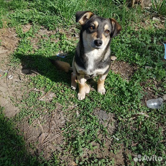 Собака в добрые руки