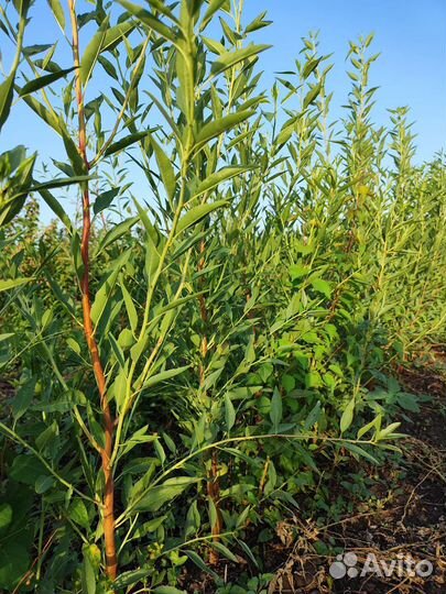 Саженцы миндаль оптом