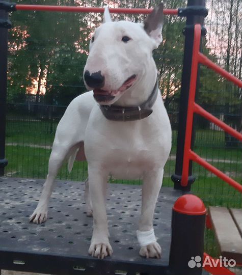 Кобель Белого Стандартного Бультерьера.вязка