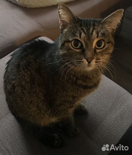 Возьмите добрые люди кошку