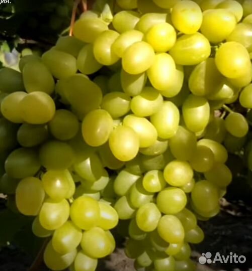 Саженцы винограда Аркадия