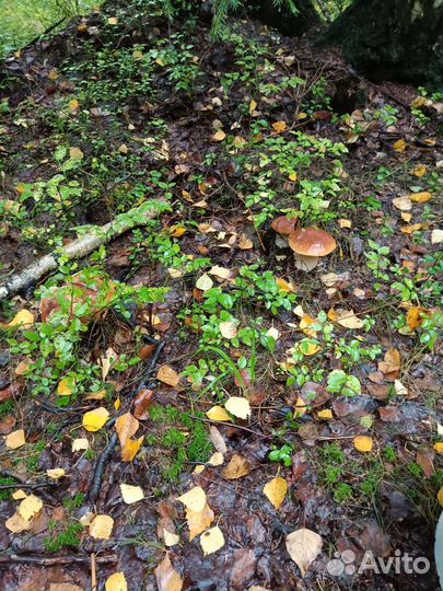 Водитель со своим грузовым автомобилем