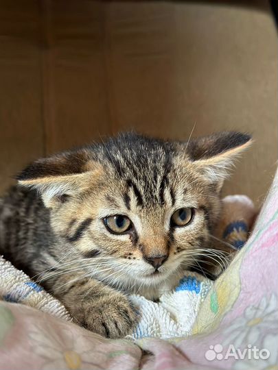 Котенок полосатик 3 месяца в добрые руки