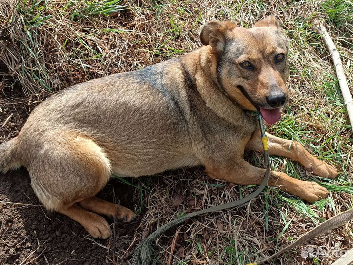 Мама с щенком