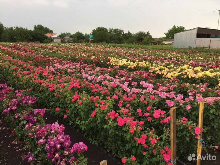 Саженцы роз