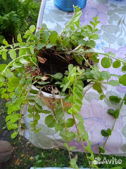 Многолетники для сада- бадан, клубни георгина