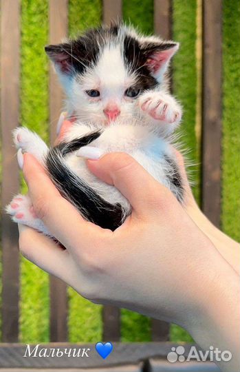 Котята в добрые руки бесплатно