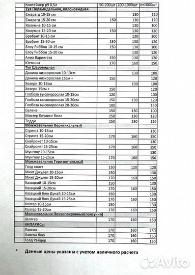 Туя глобоза аурея p9