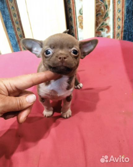 Чихуахуа mini девочка Люсечка