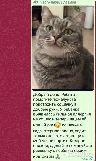 Кошка