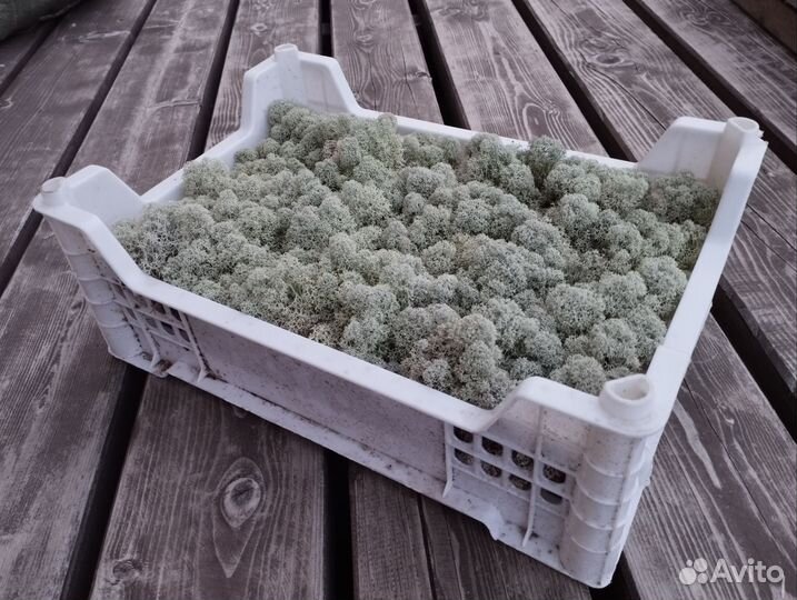 Белый мох для декора и ландшафтного дизайна