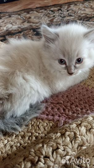 Кошечка(1,5 месяца)