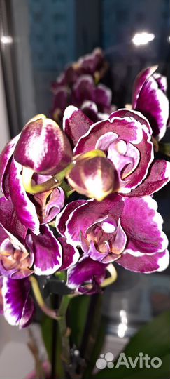 Орхидея фаленопсис