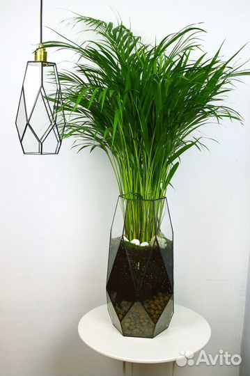 Дипсис флорариум в Москве