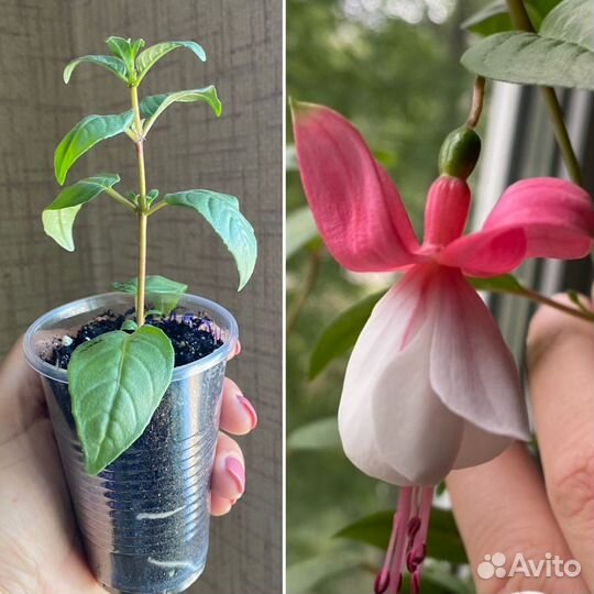 Фуксия рассада