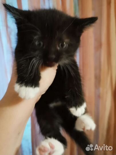 Сиамская кошечка
