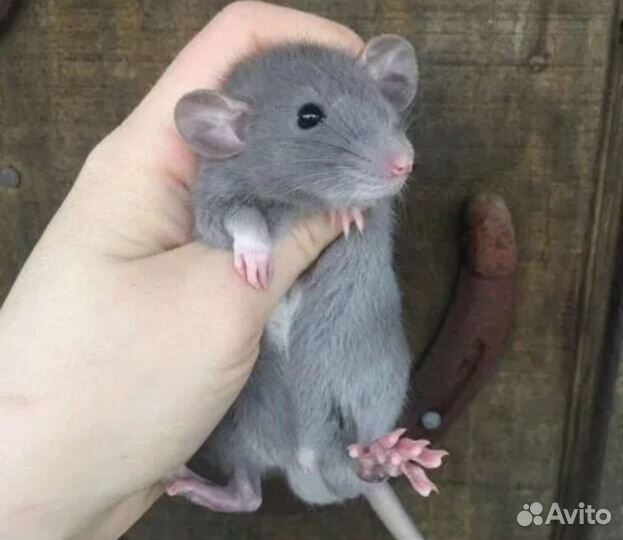 Эксклюзивные крысята Дамбо Голубые Бурмиз Сиам