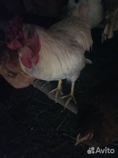 Молодые Петушки 9 месяцев