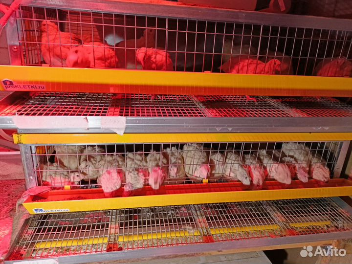 Сельхозптица