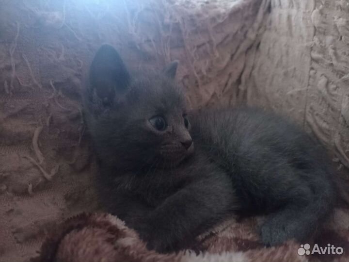 Отдам котят