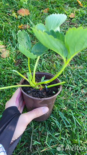 Рассада клубники