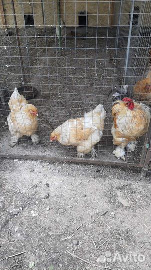 Куры брама палевая