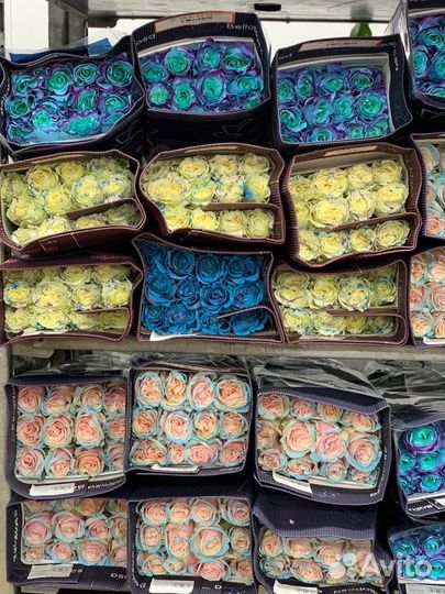 Розы уникальные