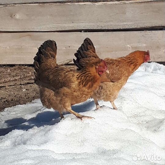 Куры наседки, Козельск