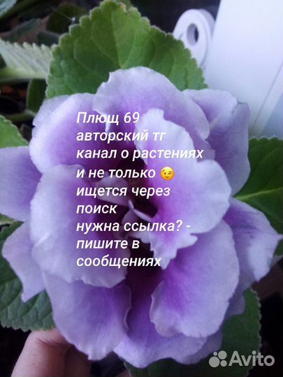 Комнатные цветы