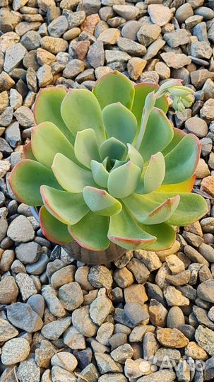 Суккуленты