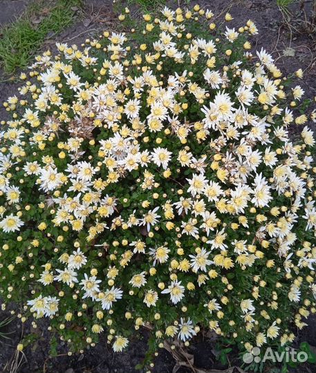 Хризантемы