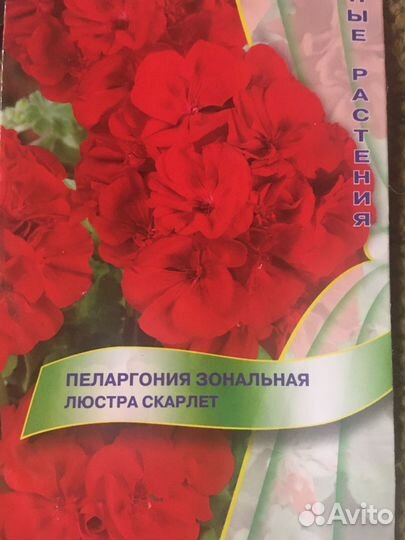 Пеларгония сортовая (герань)