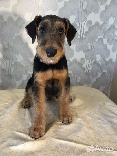 Щенки Эрдельтерьера