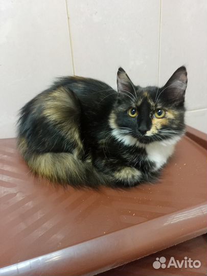 Трехцветный котенок девочка