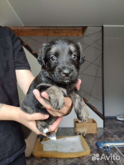 Щенок лабрадора