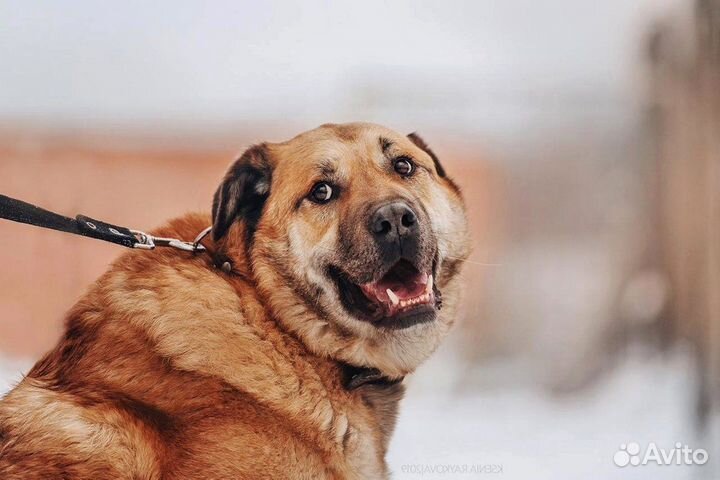 Добряк Портос ищет дом