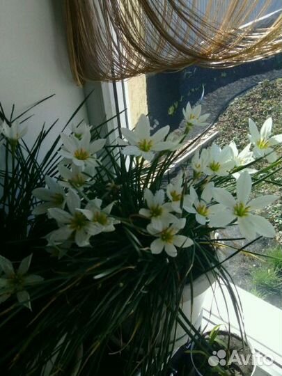 Зефирантес (выскочка)