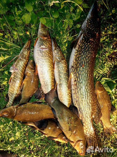 Свежая рыба