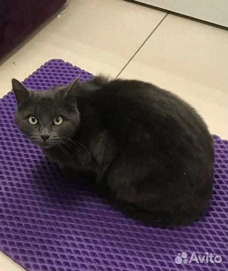 Очень ласковая, умная,породная Дымка живет у магаз