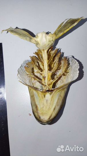 Голова щуки