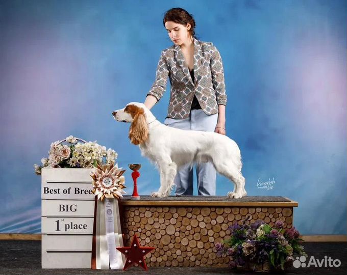 Русский охотничий спаниель вязка