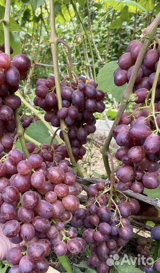 Виноград Памяти учителя саженцы