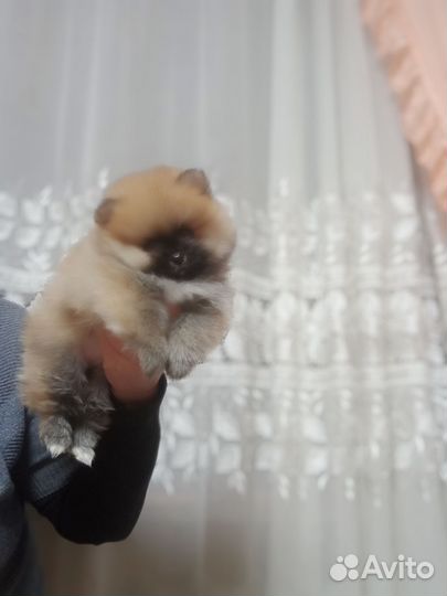 Померанский шпиц