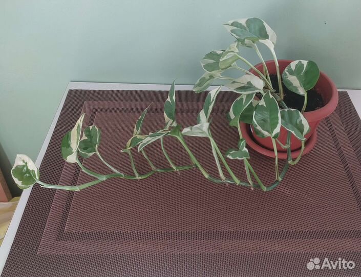 Сциндапсус н джой