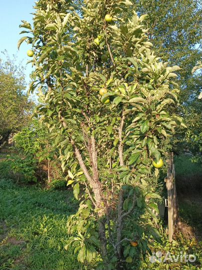 Саженцы плодовых деревьев